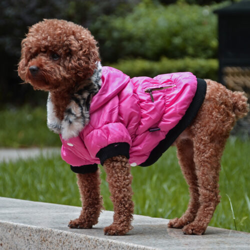 Cotton Padded Pet Clothes with Zipper